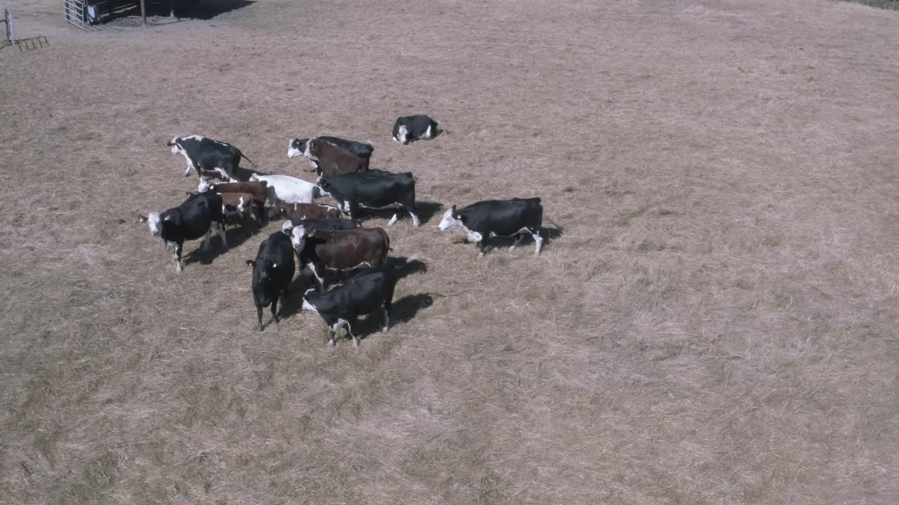 젖소는 송아지를 번식시켜 젖소를 유지합니다.
