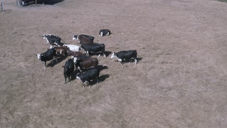 dairy cows maintain lactaion by breeding calves