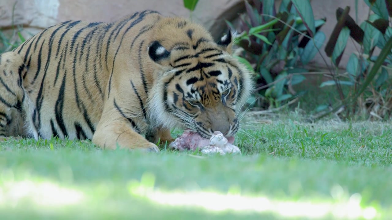 Tygrys sumatrzański kuca na zielonej trawie, jedząc surowe mięso w wybiegu zoo