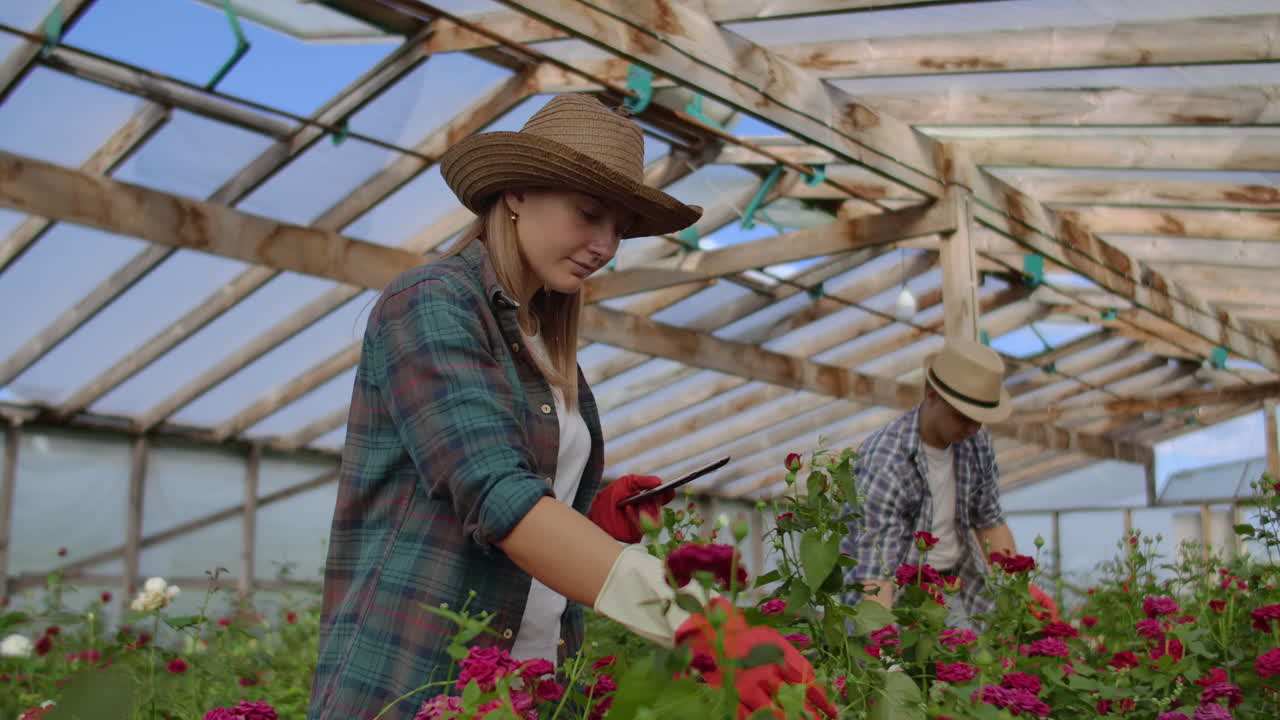 Primo piano delle mani di un agricoltore imprenditore che toccano le rose e usano le dita per toccare lo schermo del tablet. Controllo dello stato dei fiori per il database del raccolto.