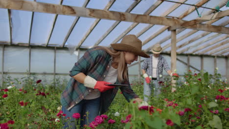 two happy farmers working in a greenhouse with flowers using tablet computers to monitor and record crops for buyers and suppliers of flowers to shops a small business and colleagues working together.