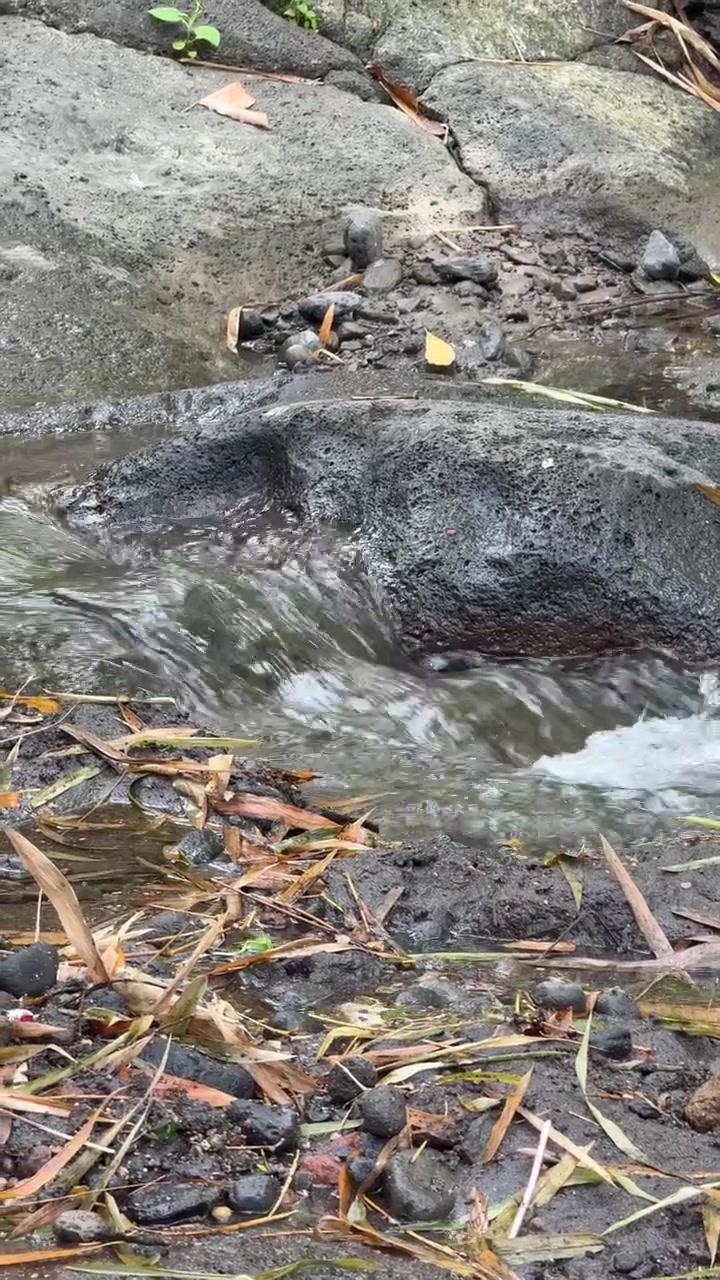 Piccolo ruscello che scorre sulle rocce in una foresta