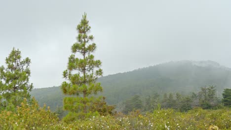 Malerische-Berglandschaft-Mit-Nebel