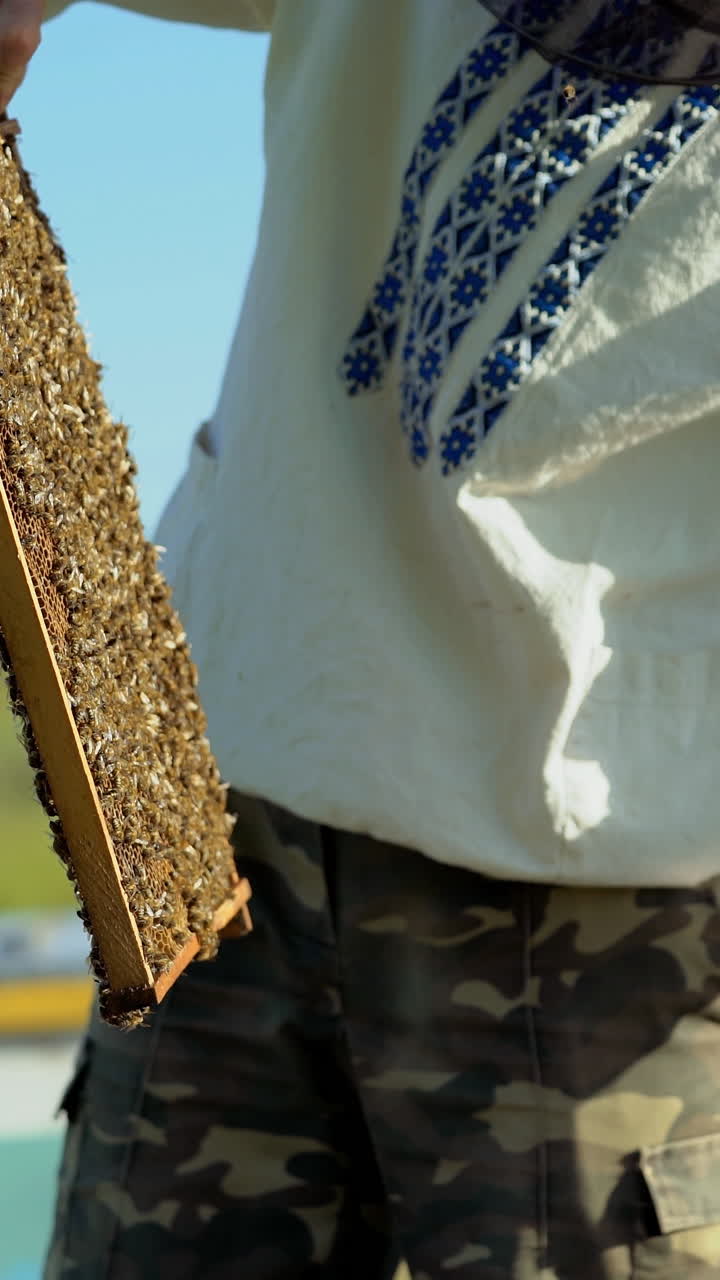 Beekeeper works in a hive - adds frames, watching bees. Beekeeper inspecting frame with honeycomb full of bees. Apiary concept Vertical video
