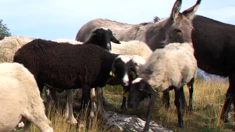 Group-of-sheep-and-donkeys-stand-on-field,-epic-mountains-in-background,-static