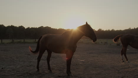 horses in the paddock