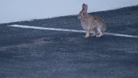 un conejo corre por un estacionamiento y se detiene para examinar su entorno