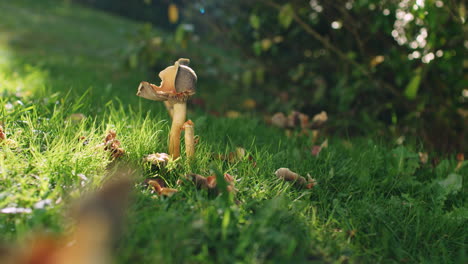 Wide-shot-of-a-yellow-mushroom-growing-near-an-evergreen-tree-or-bush