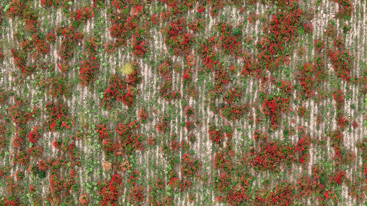 Scarlet common poppies (Papaver rhoeas) grow in scattered patches across parallel lines of freshly harrowed soil in a rural agricultural field, captured in descending top-down drone shot, PC, Italy