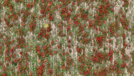 scarlet common poppies (papaver rhoeas) grow in scattered patches across parallel lines of freshly harrowed soil in a rural agricultural field, captured in descending top-down drone shot, pc, italy