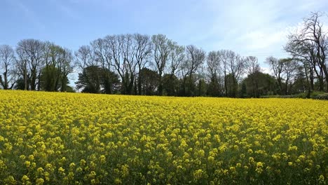 rapeseed field in wexford ireland, spring colours