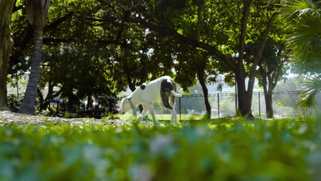 Weißer-Hund-Entspannen-Sich-Im-öffentlichen-Park-Während-Des-Familienpicknicks