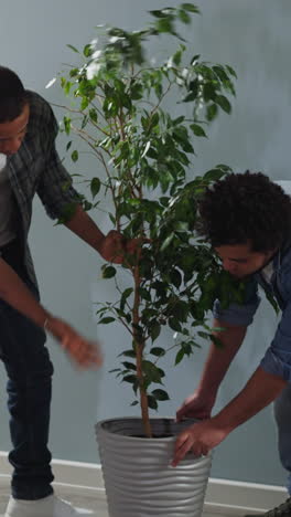 african-american men transfer large pot with ficus tree to painted wall in living room. roommates add houseplant in room interior. house repair and decor