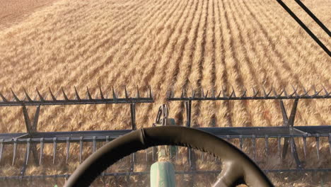 Punto-De-Vista-Desde-La-Cabina-De-La-Cosechadora-Recolectando-Granos-En-Tierras-De-Cultivo