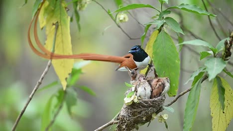 hermoso pájaro macho atrapador de moscas del paraíso indio alimentando a los polluelos jóvenes
