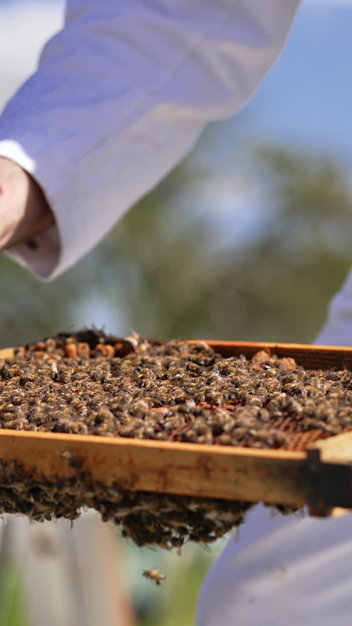 Male hands hold the frame totally covered with bee brood. Man tries to separate bee queen and put into tiny cage. Close up. Vertical video
