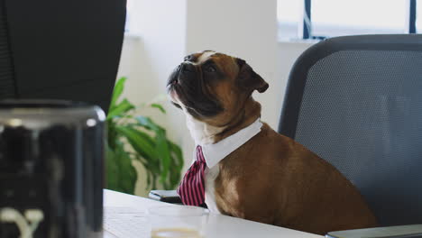 bulldog puppy dressed as businessman wearing collar and tie sitting at desk looking at computer