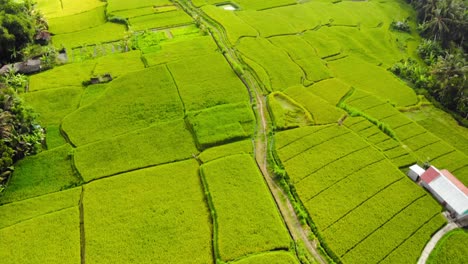 Typische-Landschaft-Mit-Reisfeldern-Auf-Bali,-Indonesien---Luftaufnahme-Einer-Drohne-Mit-Neigung-Nach-Unten