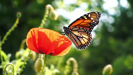 monarch butterfly on a poppy