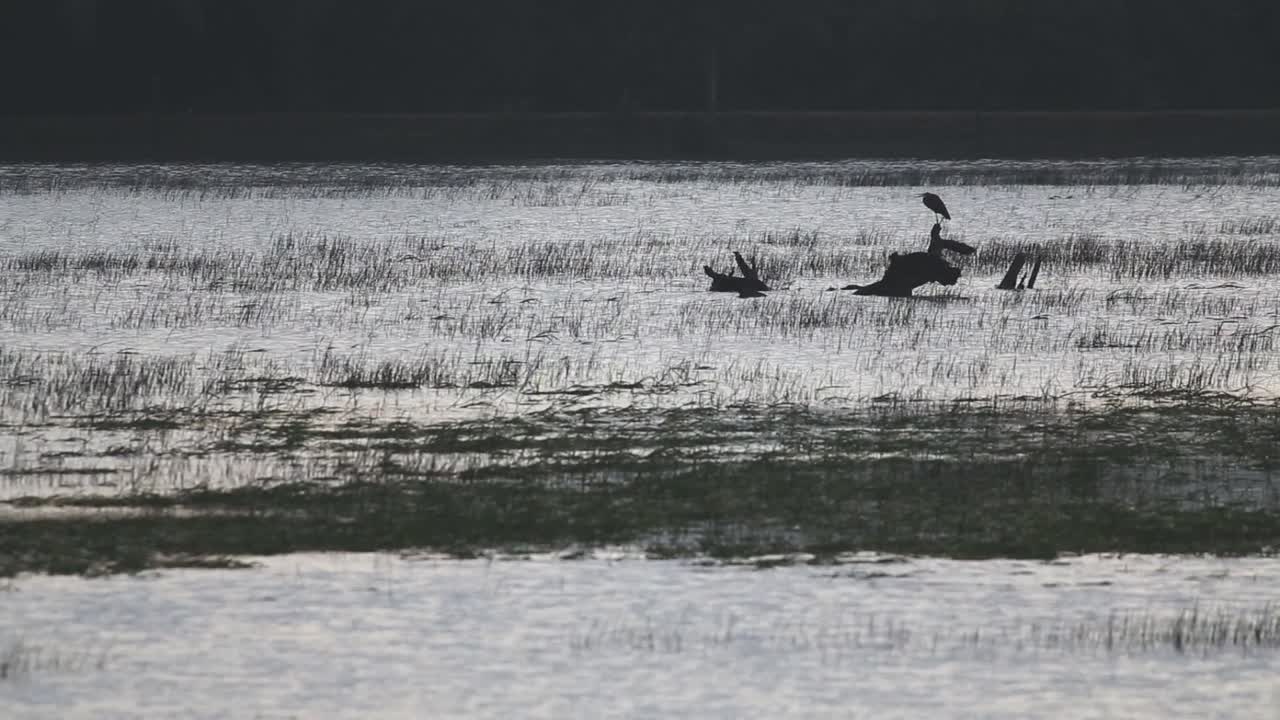 Un uccello sta su un tronco secco in una zona umida mentre altri uccelli volano al tramonto.