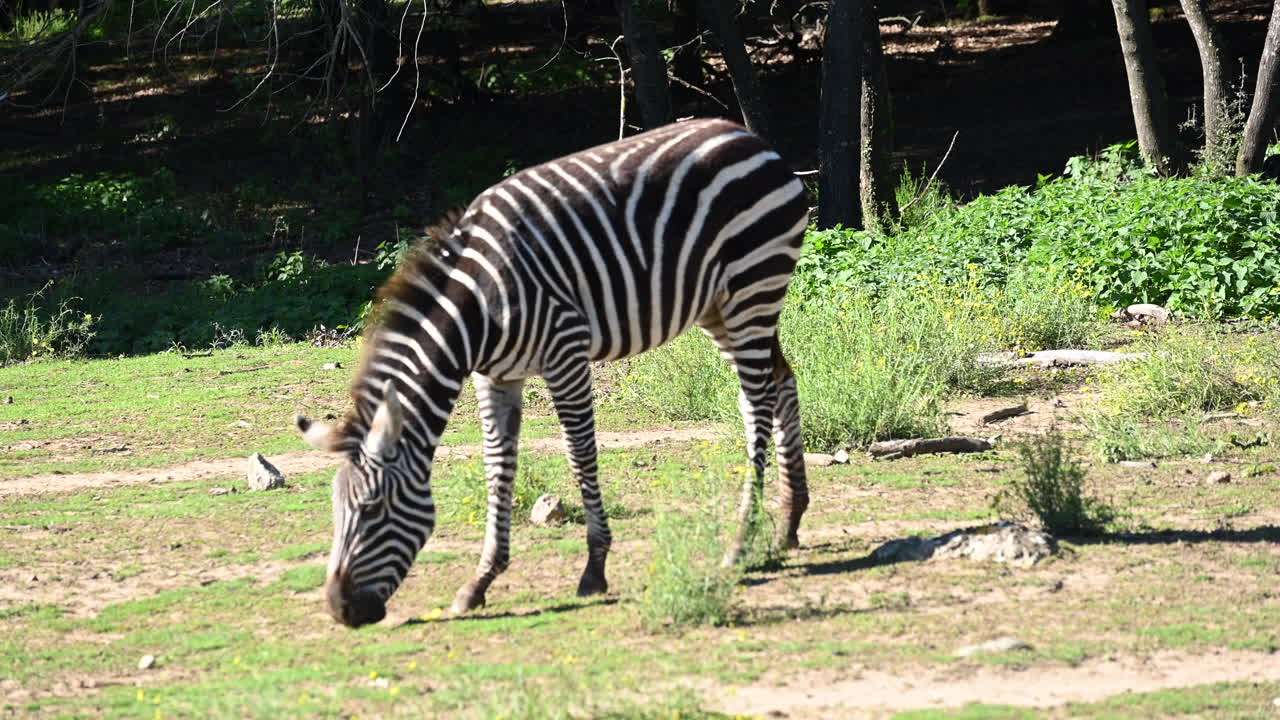 a zebra is eating grass in his zoo enclosure, animal from africa