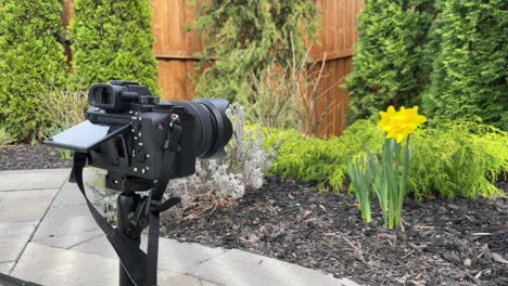 behind the scenes of a mirrorless full frame camera on tripod taking photo and cinematic video of outdoor garden with tulips in spring to contribute to stock photography and videography