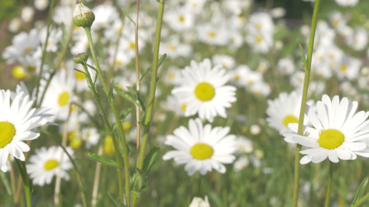 A Sea of Daisy Flowers