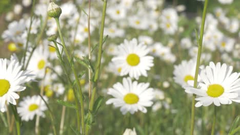 Ein-Meer-Aus-Gänseblümchen