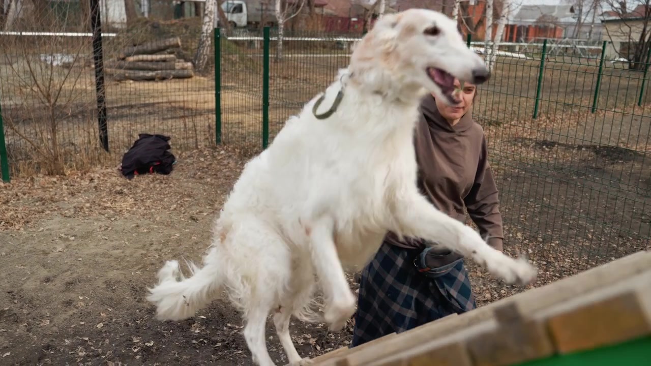 Una donna guida un cane bianco con macchie marrone chiaro attraverso un percorso di agility, tenendo il guinzaglio mentre il cane salta ostacoli di legno in un'area recintata all'aperto. L'ambientazione include foglie secche a terra