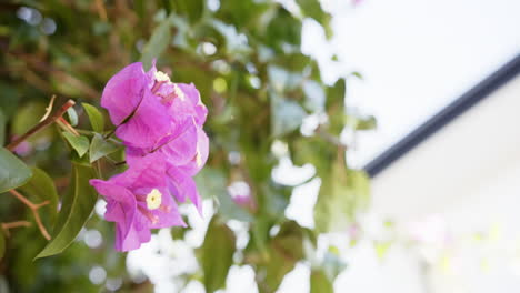 pink bougainvillea flowers blooming on sunny day with green leaves, copy space