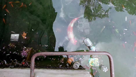 el pez koi nada debajo de la escalera de acceso en busca de comida bajo la basura flotante.