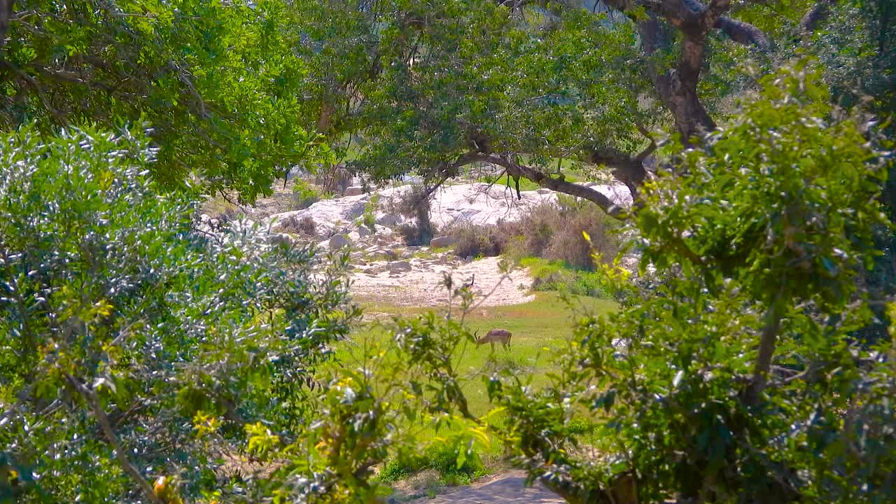 Antelope in African Savanna