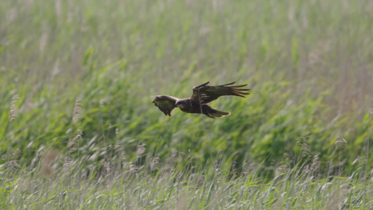 cometa negra en vuelo sobre el campo de hierba