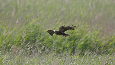 black kite in flight over grassy field