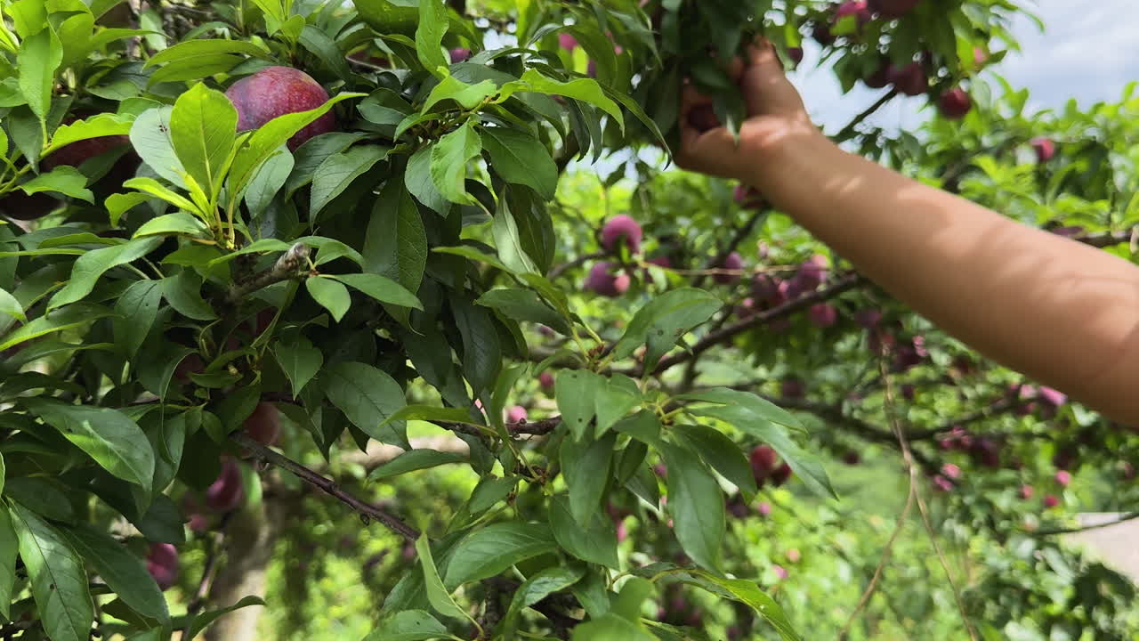Close-up of a woman picking ripe plums from a tree at a farm in Mộc Châu, Vietnam