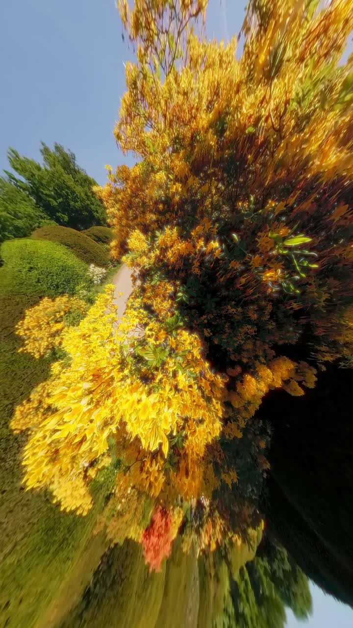 A dense cluster of yellow blossoms bursts from curved hedges under a warped sky, evoking psychedelic intensity. Shot in a botanical garden