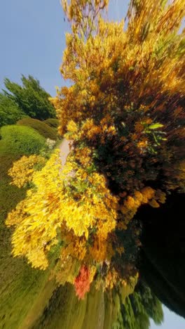 a dense cluster of yellow blossoms bursts from curved hedges under a warped sky, evoking psychedelic intensity. shot in a botanical garden
