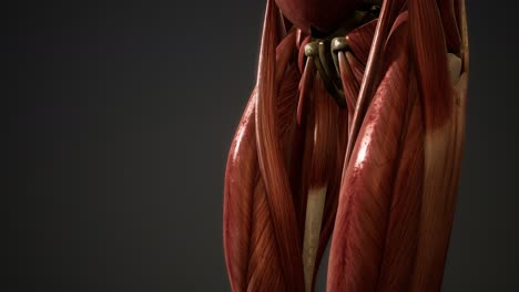 muscular system of human body animation