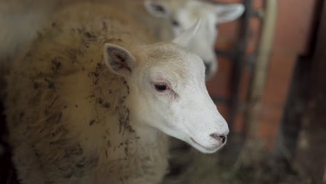 Close-Up-of-Woolly-Sheep-in-a-Barn