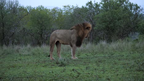 majestic collared male african lion stretches, walks lies down again