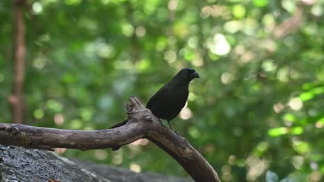 Perched-on-a-fallen-branch-looking-around-in-the-forest,-Racket-tailed-Treepie-Crypsirina-temia,-Thailand