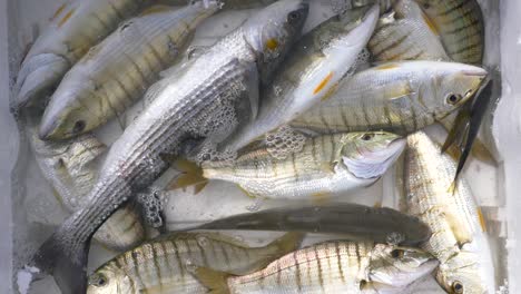 fresh fish on ice in a white container