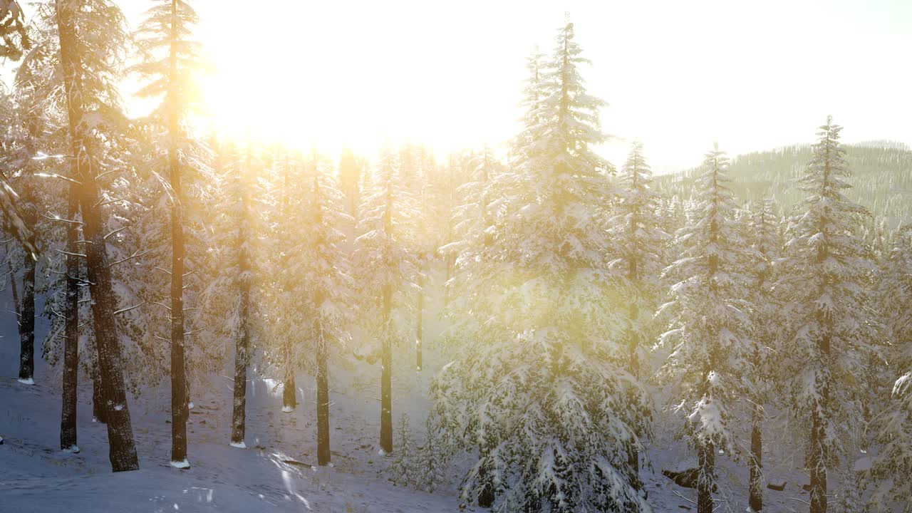 나무들을 가로지르는  ⁇ 빛