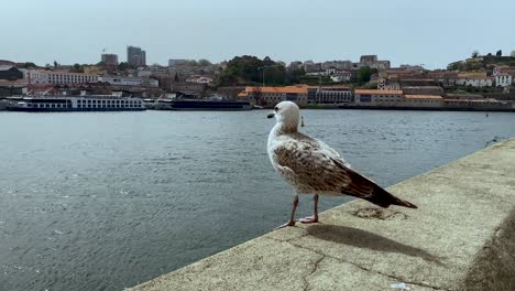 una gaviota mira a la lente y dirige su mirada hacia el barrio de vila nova de gaia en porto, portugal