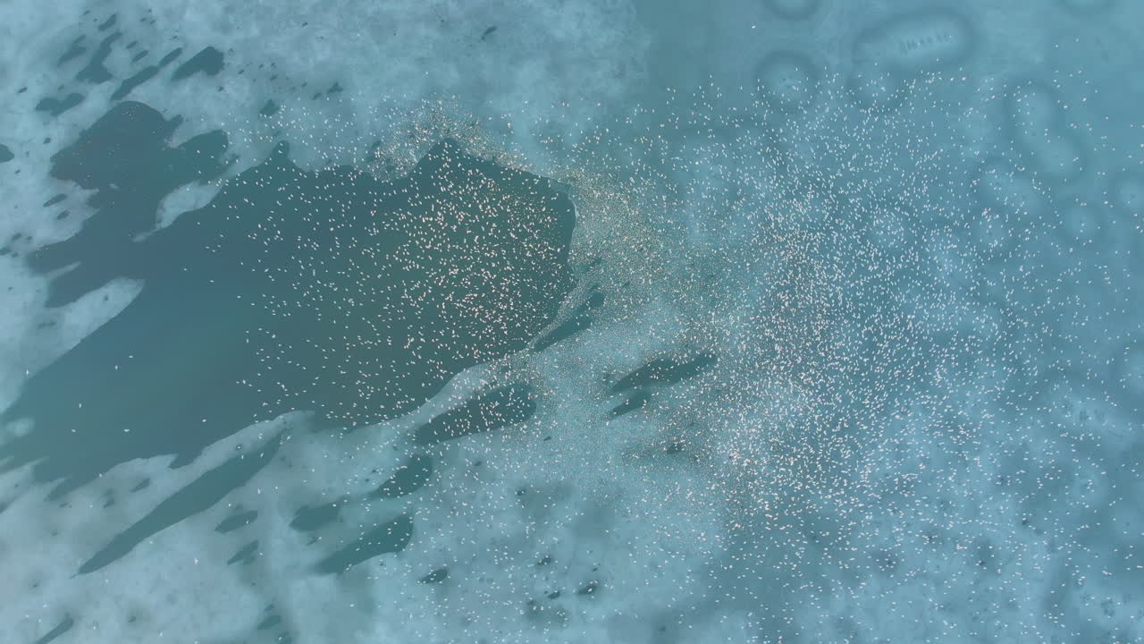 Flock of birds over frozen lake, aerial shoot from above