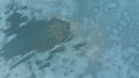 flock of birds over frozen lake, aerial shoot from above