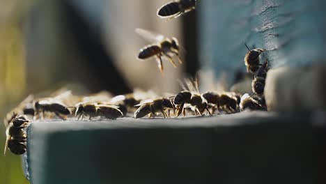 bee work on beehive entrance
