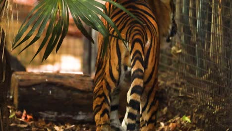 tiger walking and exploring its enclosure