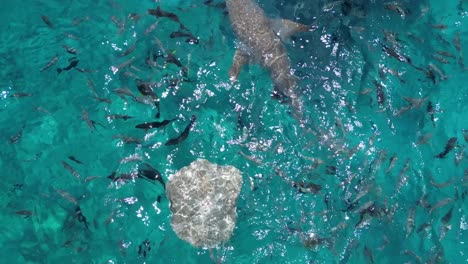 aerial top down close up of shark in the indian ocean maldives coral reef