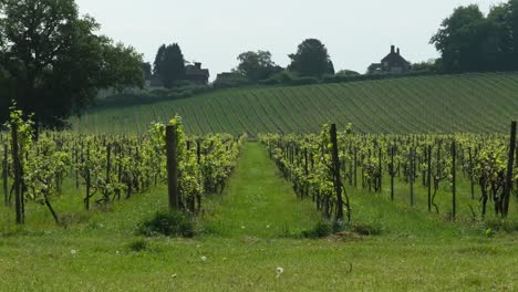 wide shot of green vineyard in english countryside with ripe grapes during a sunny summer day